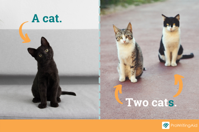 plural noun example: cat > cats